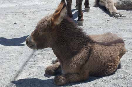 burro in road